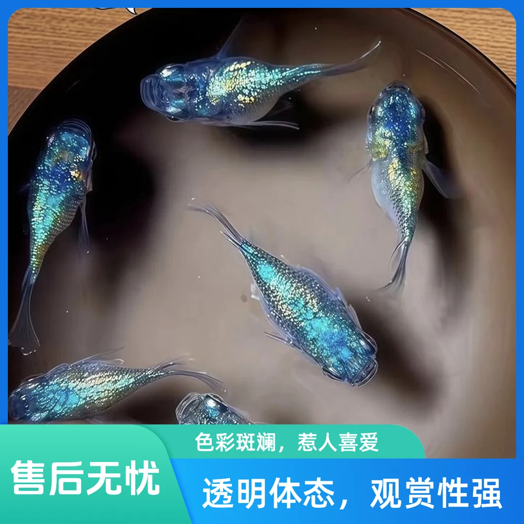 直播间1~200号拍品观背青鳉