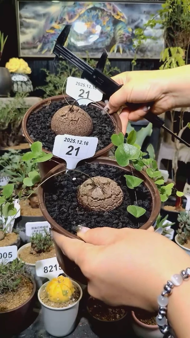 21号1216福利南非龟甲龙买一送一