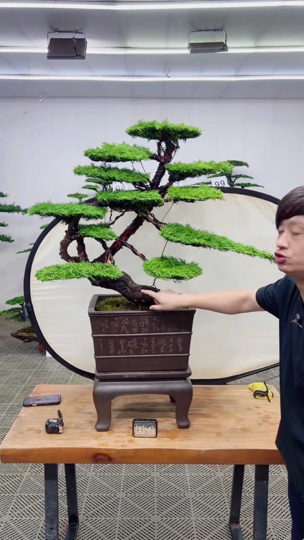 无花朵造型盆景一物一拍