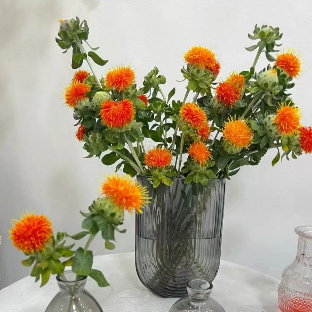 菠萝菊（任意两单升级快递）