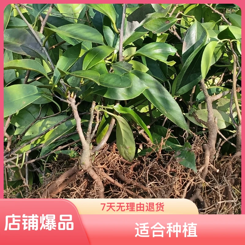 基地出售适合种植的优质黑老虎果苗绿植