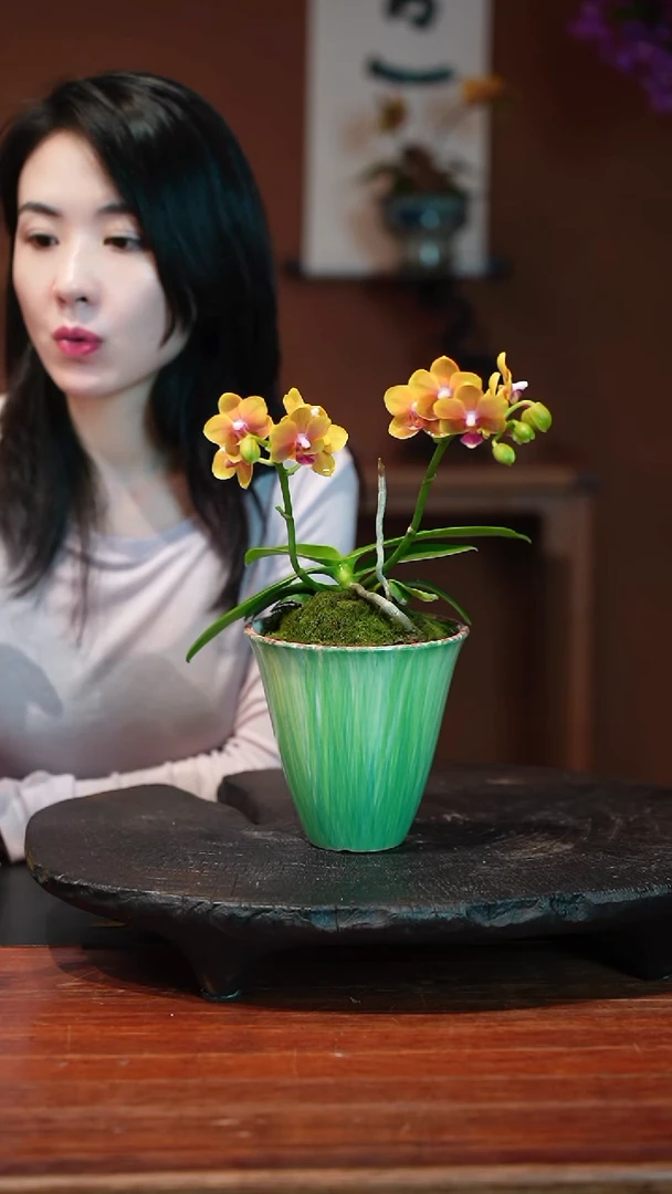 无花朵蝴蝶兰盆景盆景盆景