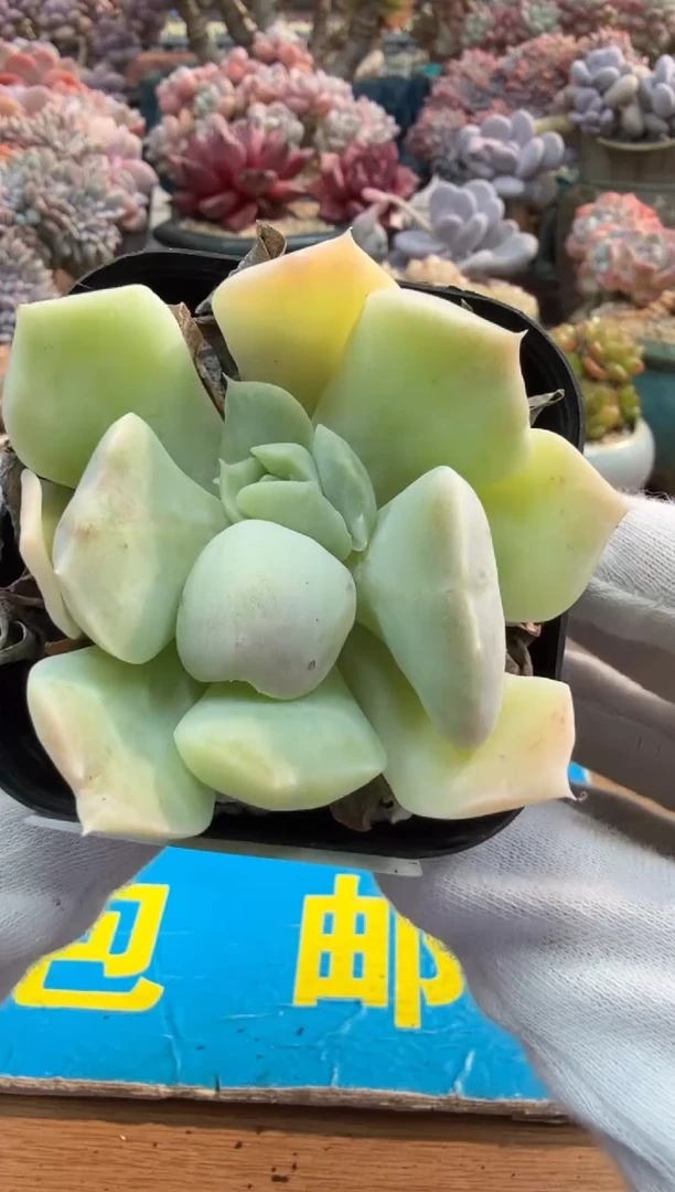 东云多肉园二店-431