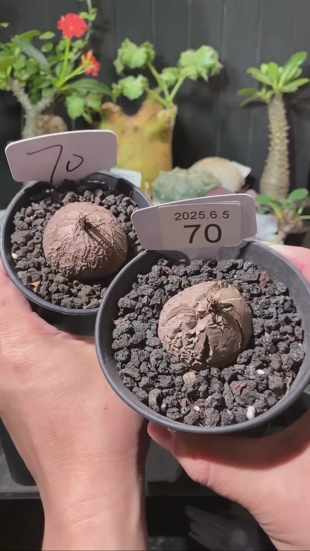 70号605福利南非龟甲龙一组