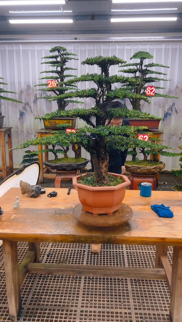 无花朵:****꧂精品盆景直播间一物一拍