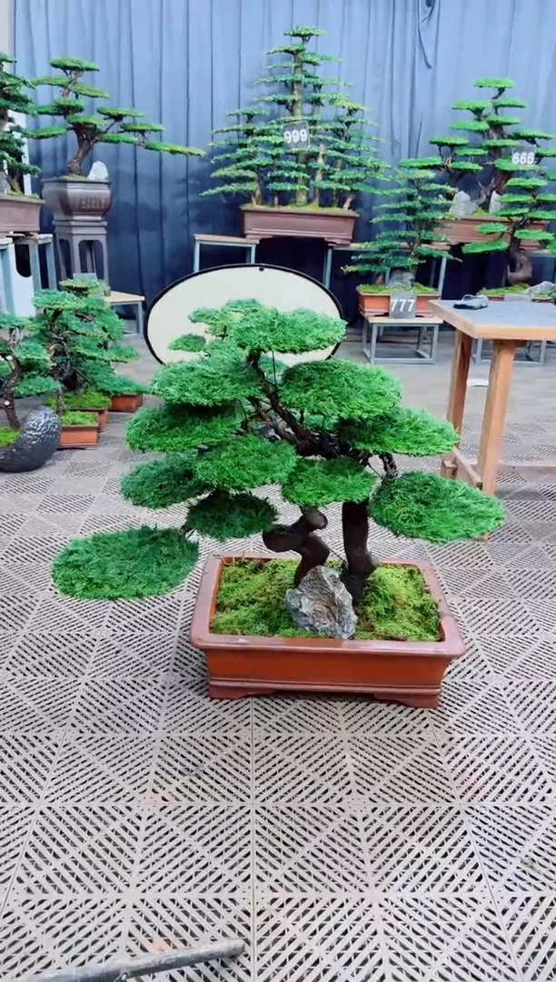 无花朵®**生迎客松1111松树盆景