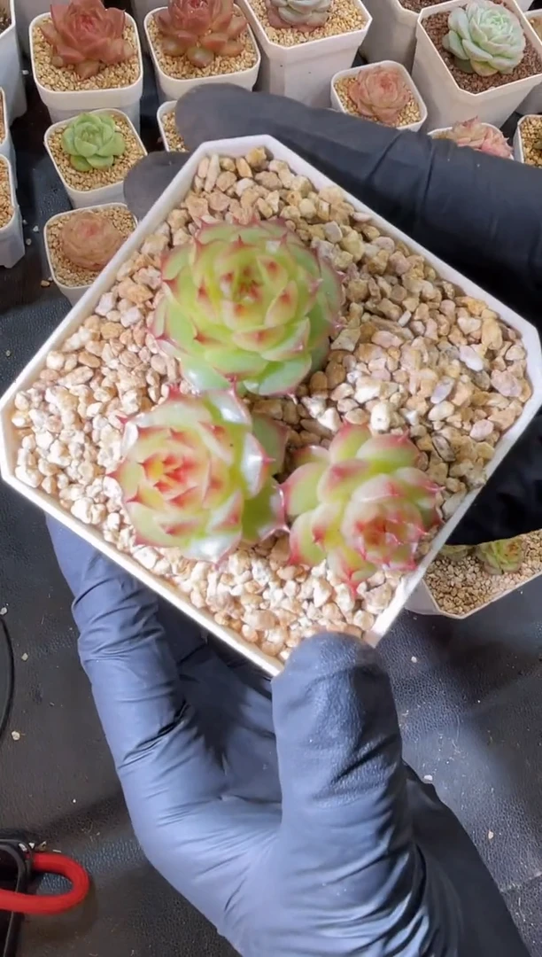 闪购1806 海王优多肉一颗4厘米