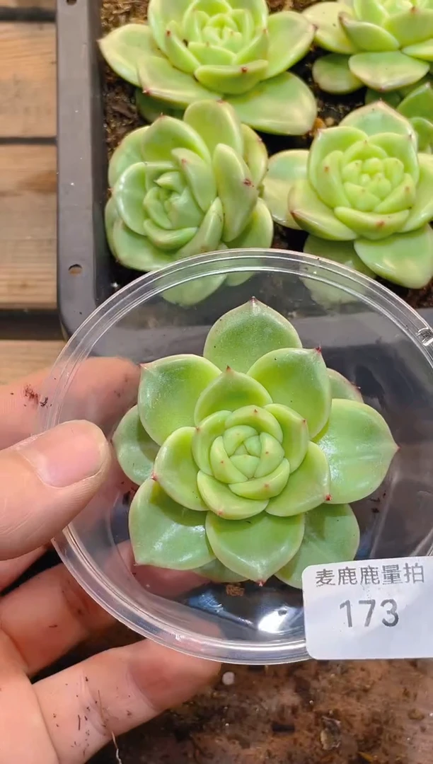 173大翡皇     量拍·