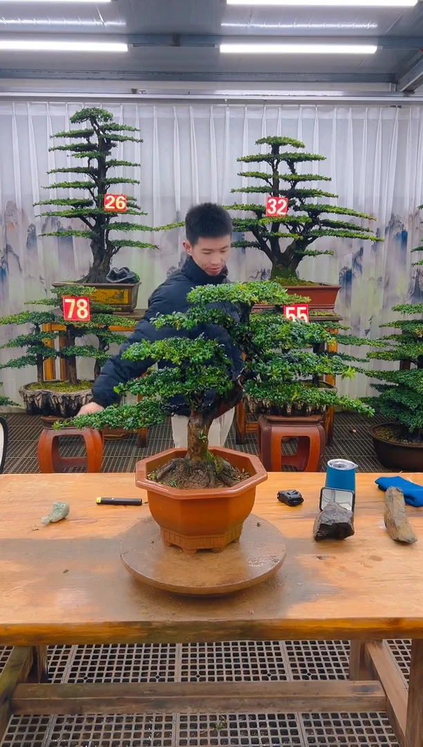 无花朵精品盆景直播间一物一拍