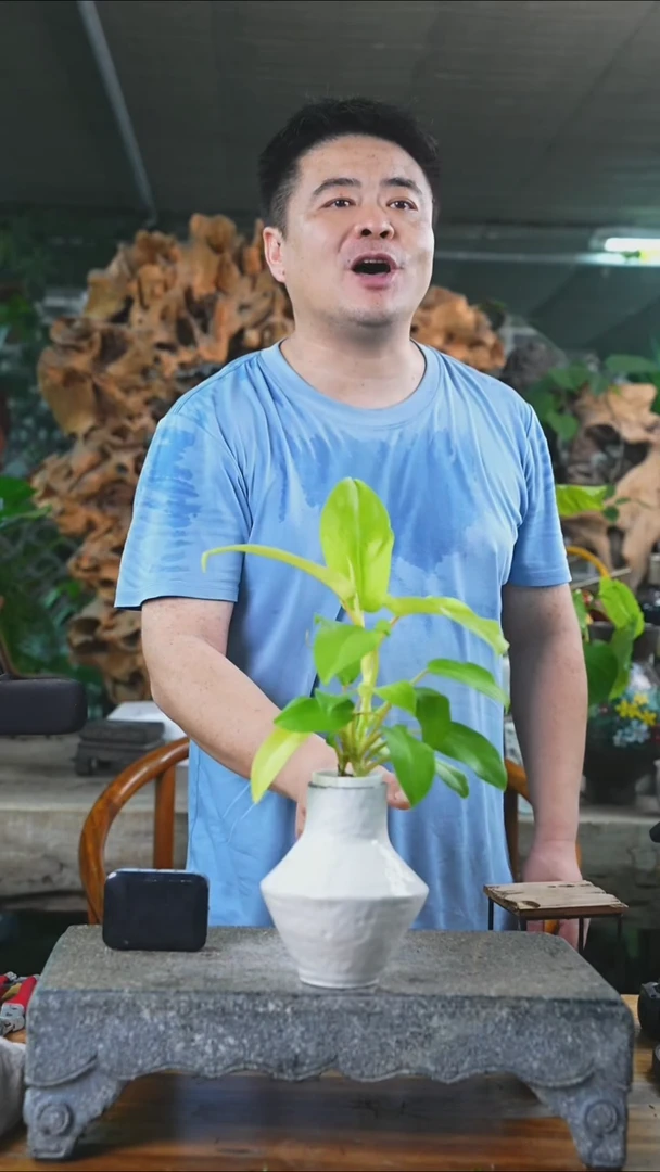 完全开放黄金蔓绿绒365T