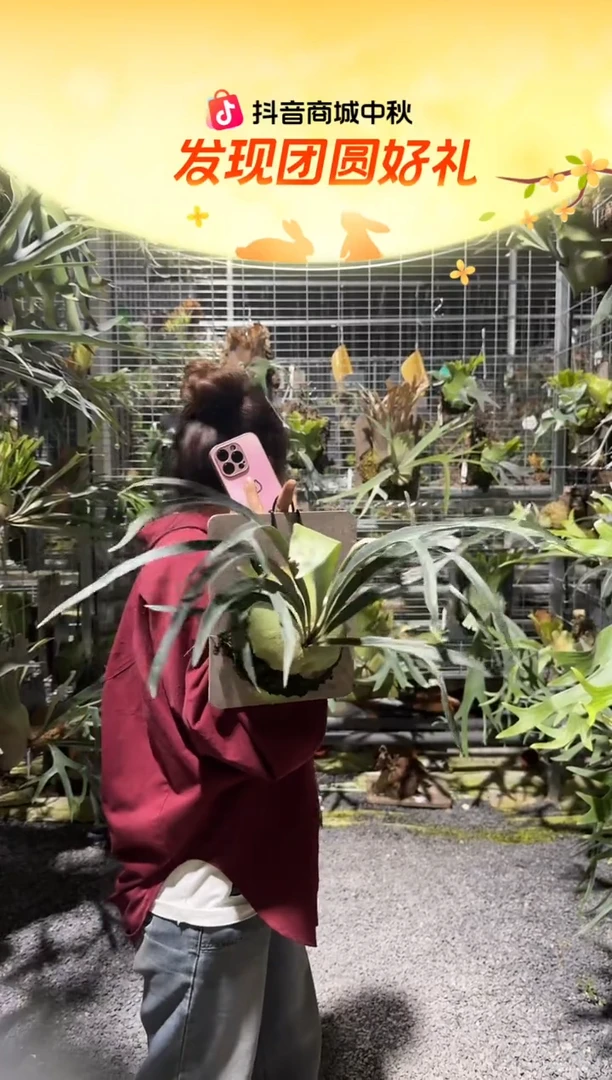 不开花植物L964-清姬侧芽