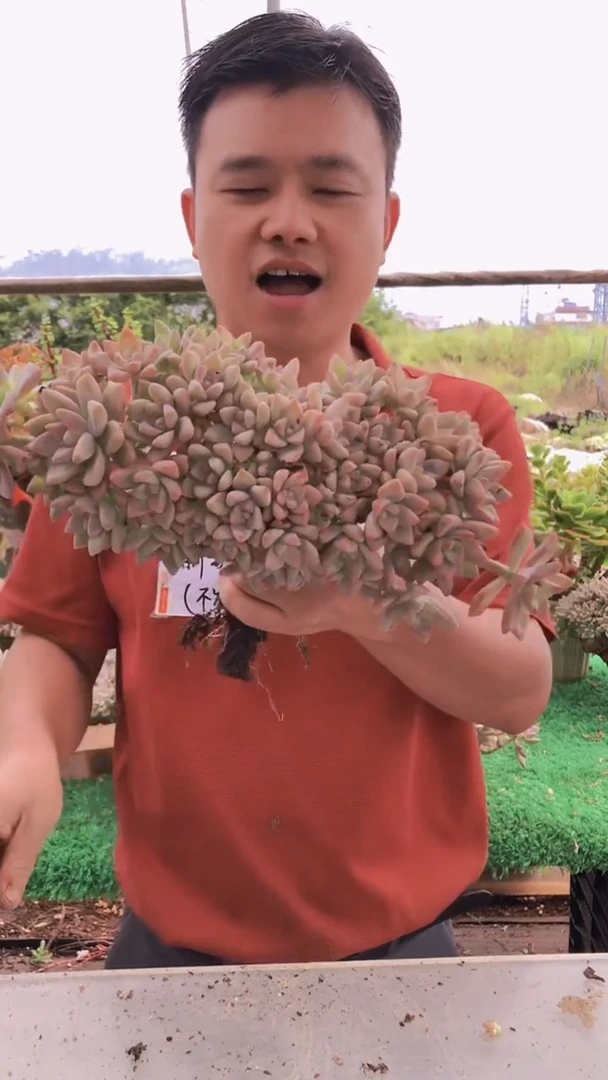 322淡雪缀化一物一拍