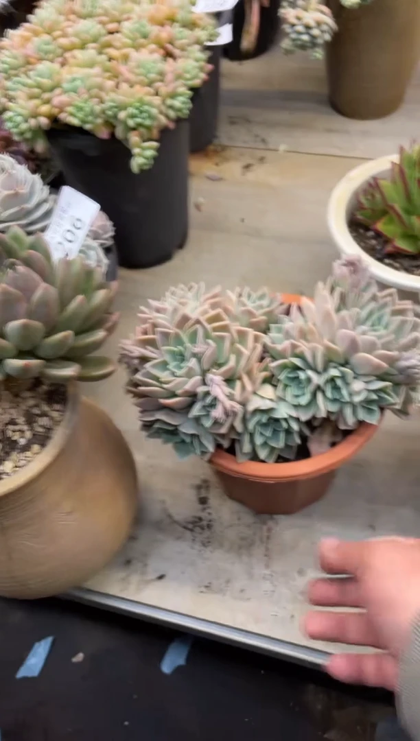 【闪购商品】207哈利