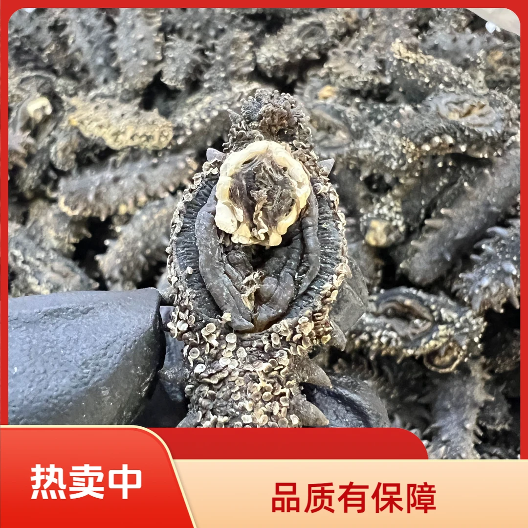 大连国标淡干海参深海高泡发肉厚爽滑商超精品