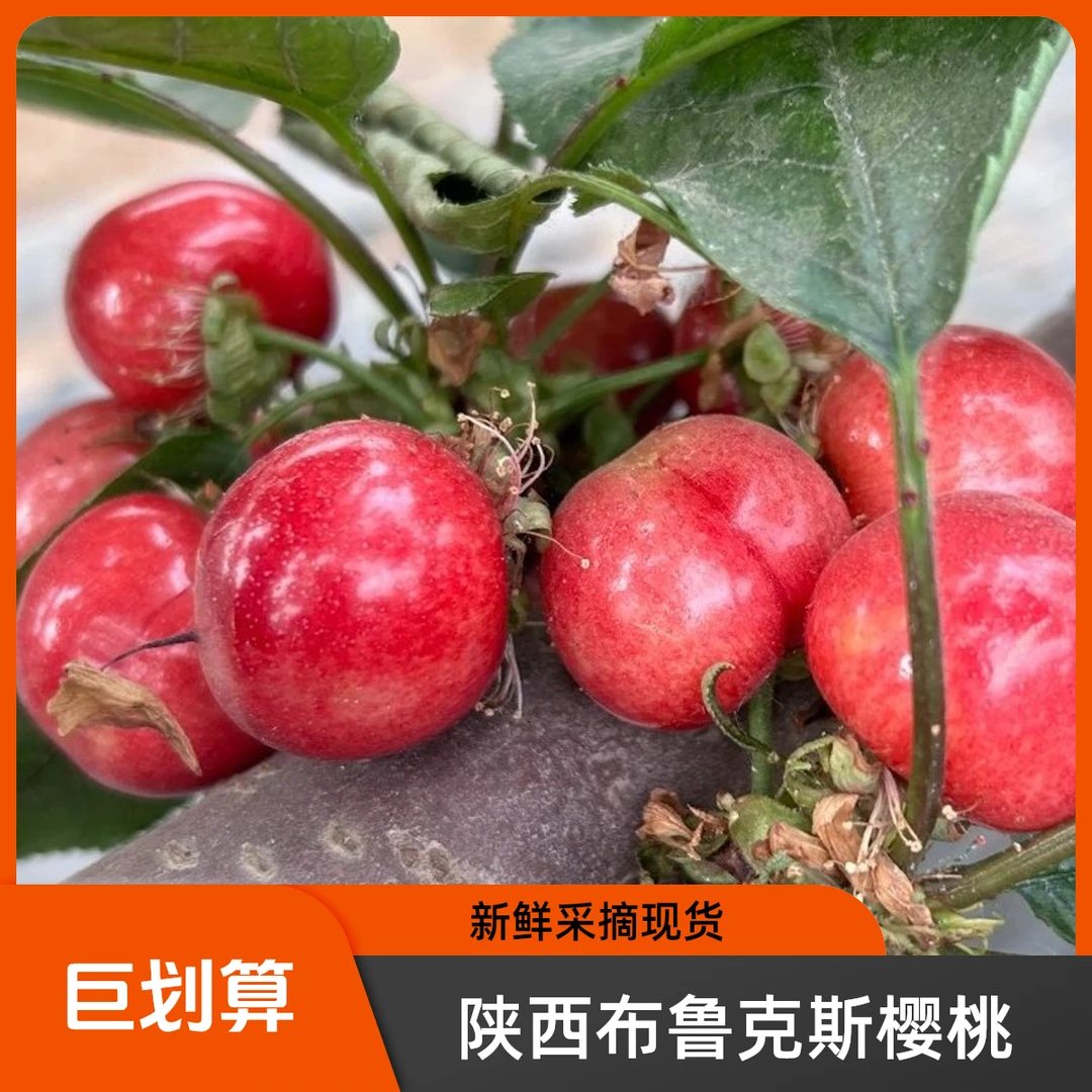 【老粉回馈】陕西布鲁克斯樱桃新鲜现货孕妇水果XL/L非空运产地直发