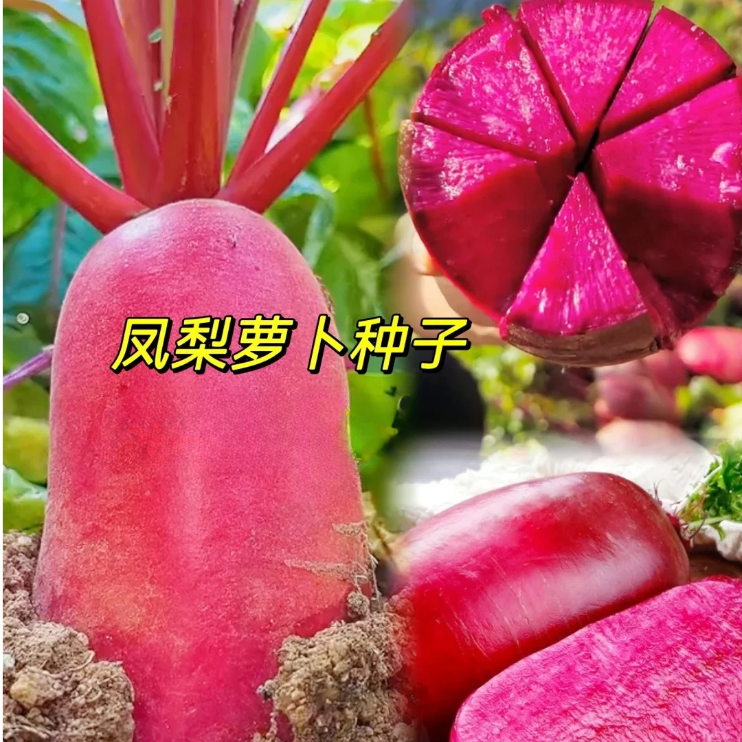 红萝卜种子正宗凤梨红心水果萝卜种子红皮甜脆菜种大全蔬菜种子