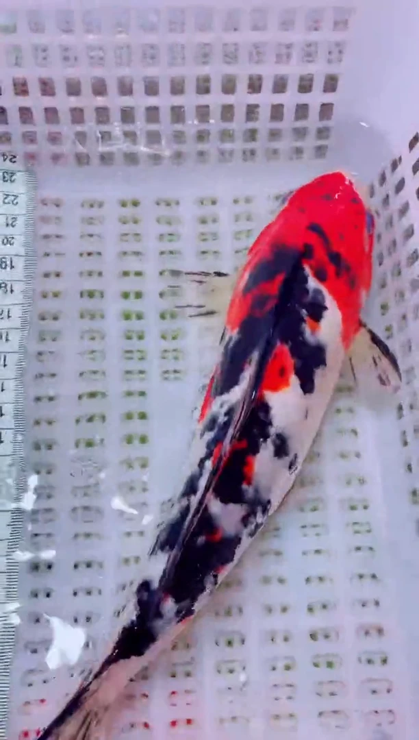 锦鲤血统锦鲤全场包邮143