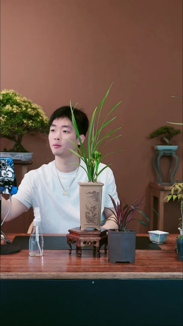 全部花朵绿兰奇荷盆景盆景