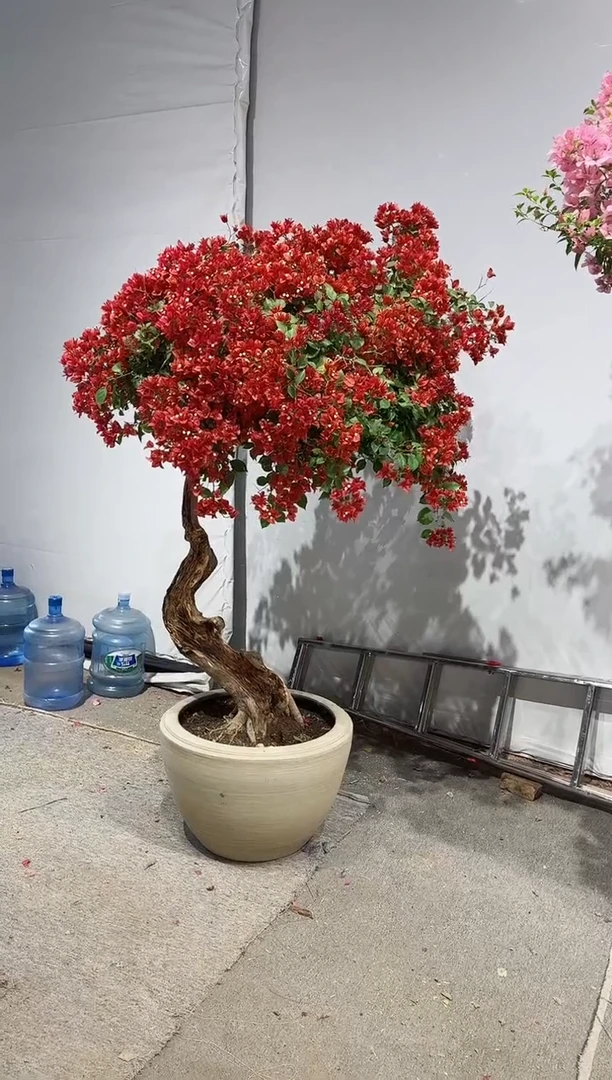 【闪购商品】盆景佩德罗