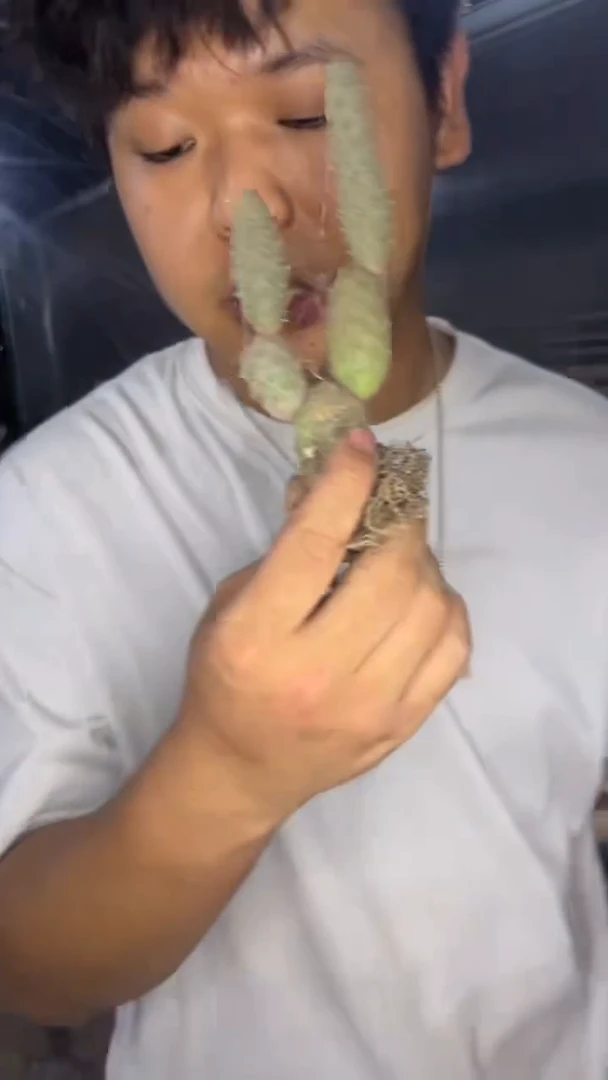 松丽团扇【带根】