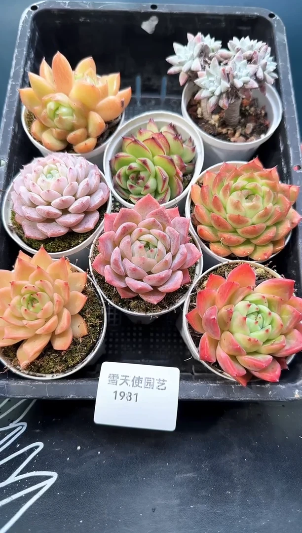 19 81   多肉 8 颗