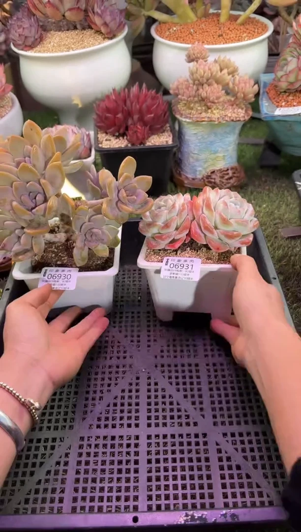 【闪购商品】06931