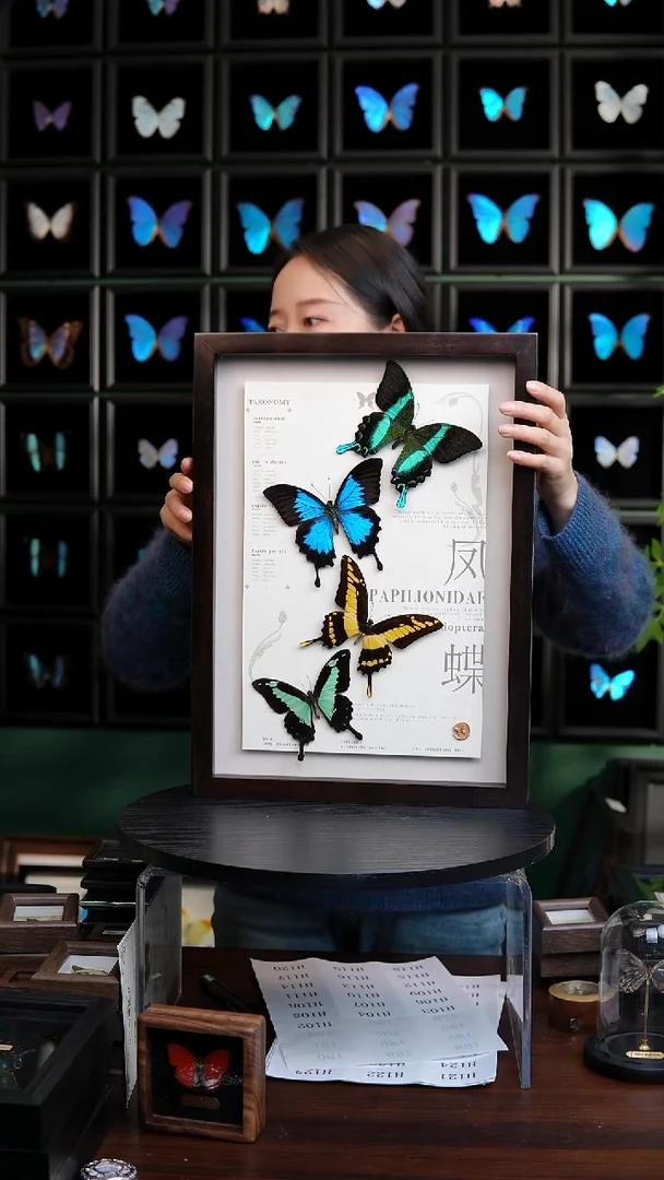 蝴蝶标本摆件竞拍四凤蝶H102