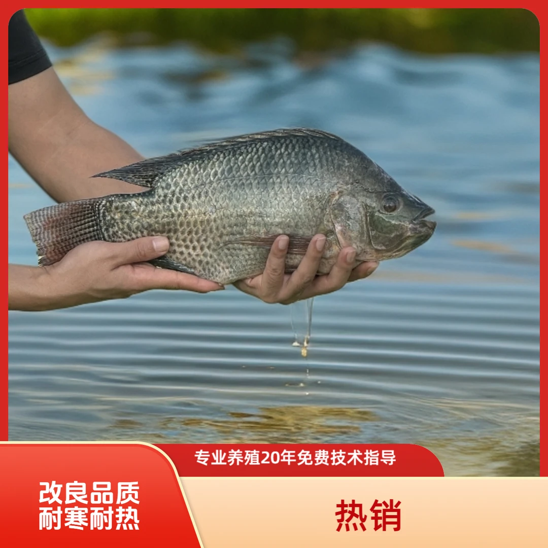 【优质快大种】海南一号罗非 脆肉罗非 淡水养全雄性 脆肉罗非