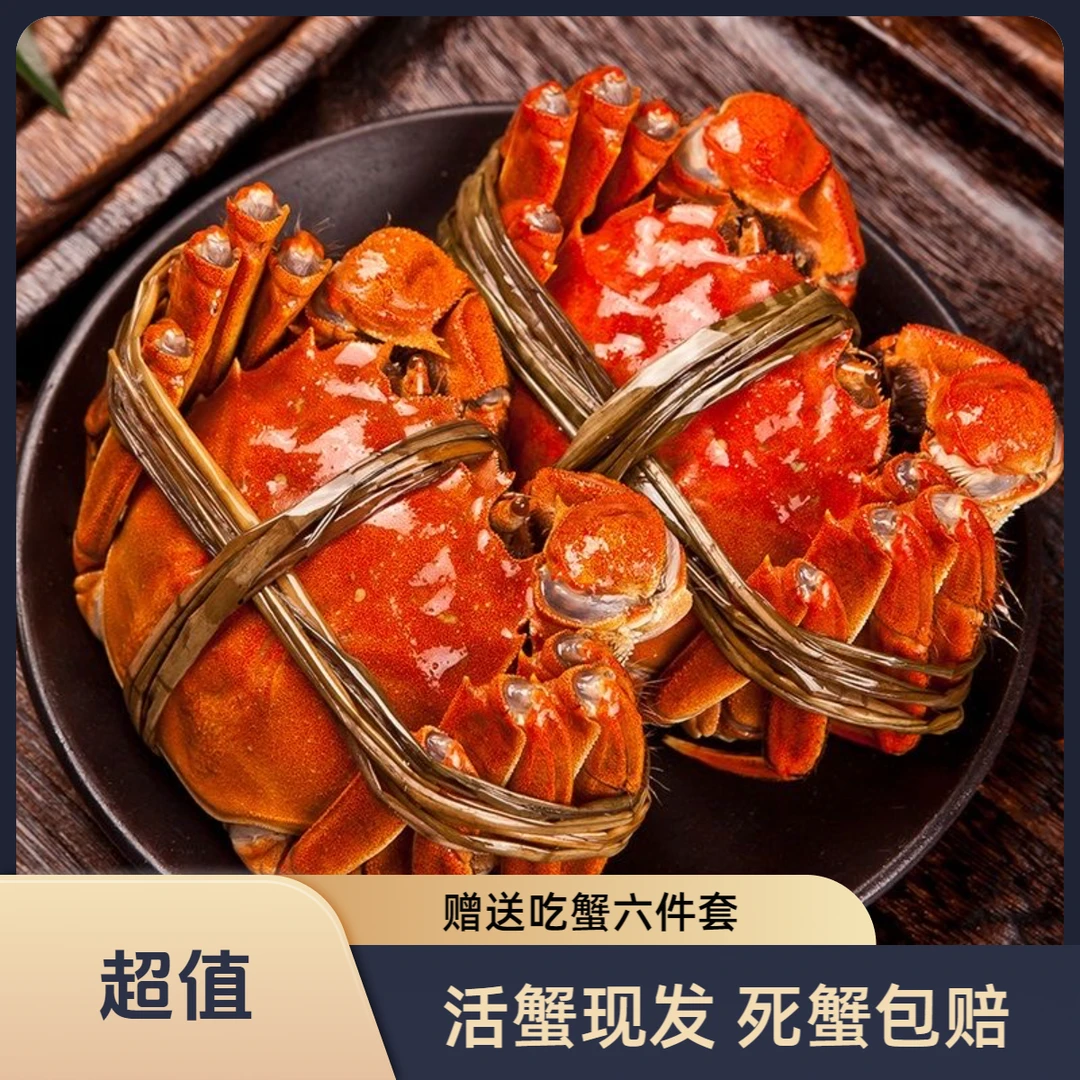【苏州活蟹全母蟹现货】阳澄天使江苏蟹母蟹2.8两-3.1两8只10只装鲜活精品蟹青蟹青壳蟹