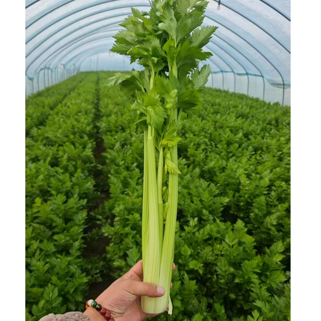 新鲜西芹（带叶子） 现砍现发 净重5斤