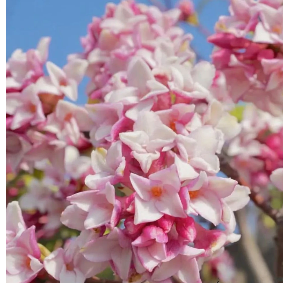 金边瑞香盆栽浓香型带花苞大苗盆栽客厅室内花卉四季可种