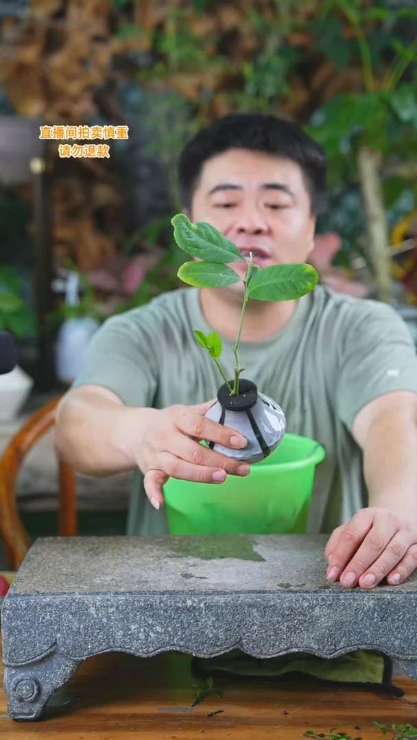 当前无花栽培后可以开花300柠檬+