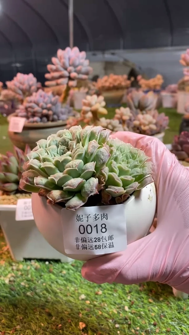 【闪购商品】0018a