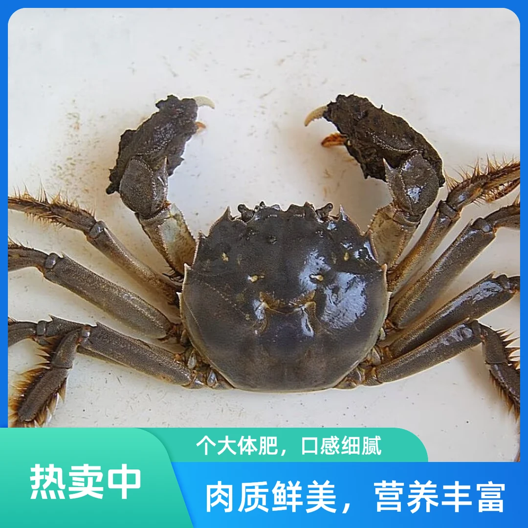 【鲜活】大闸蟹/保活/母2两/只/共12只