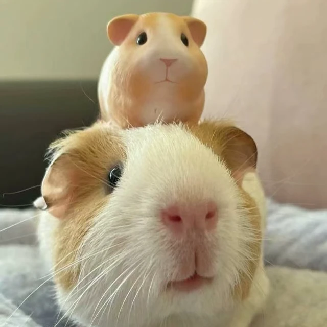 荷兰猪活物豚鼠荷兰鼠仓鼠小宠物荷兰兔疫苗已打自家繁殖