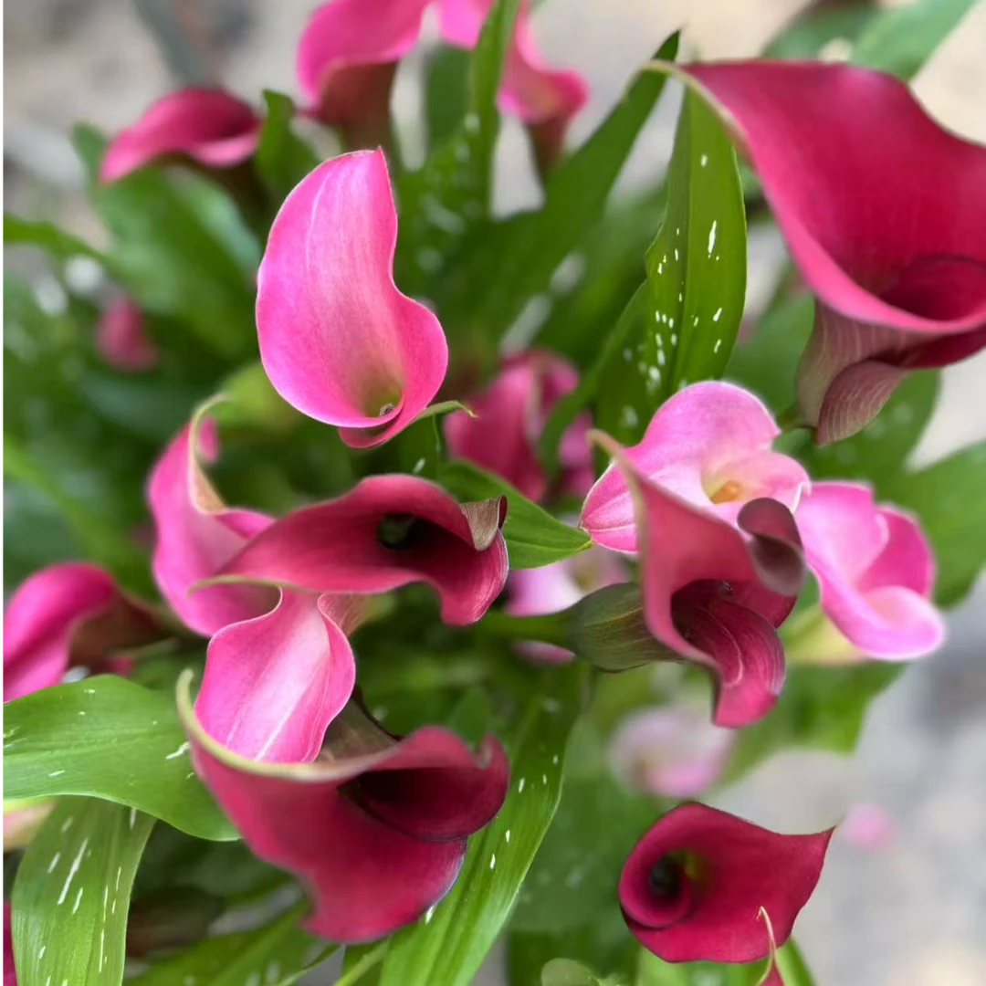 马蹄莲扎祖 盆栽花苗室内高档花卉全部带花发货花期长达半年