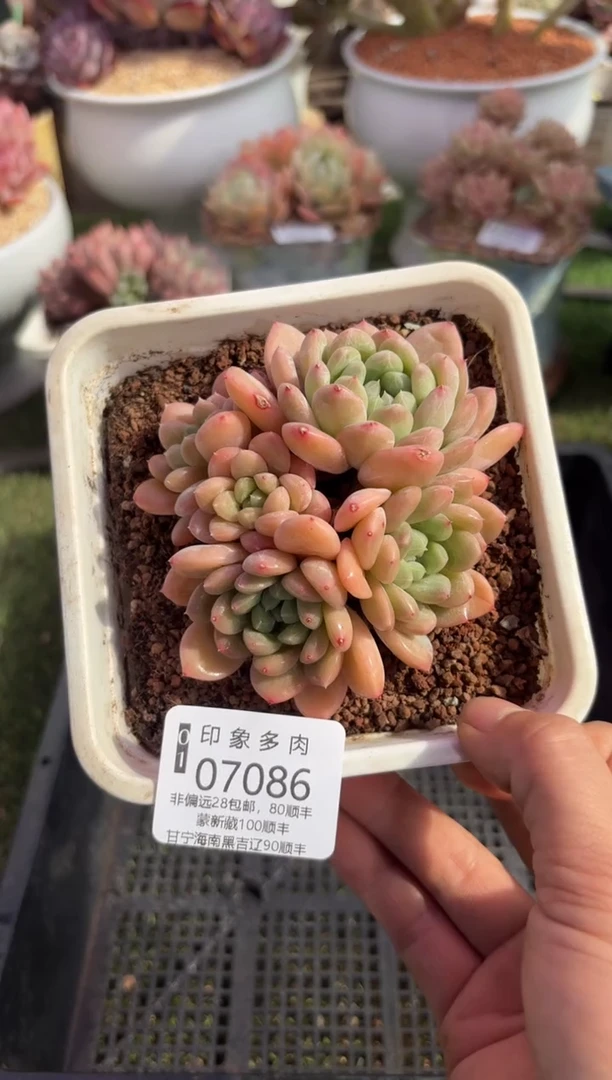 【闪购商品】07086