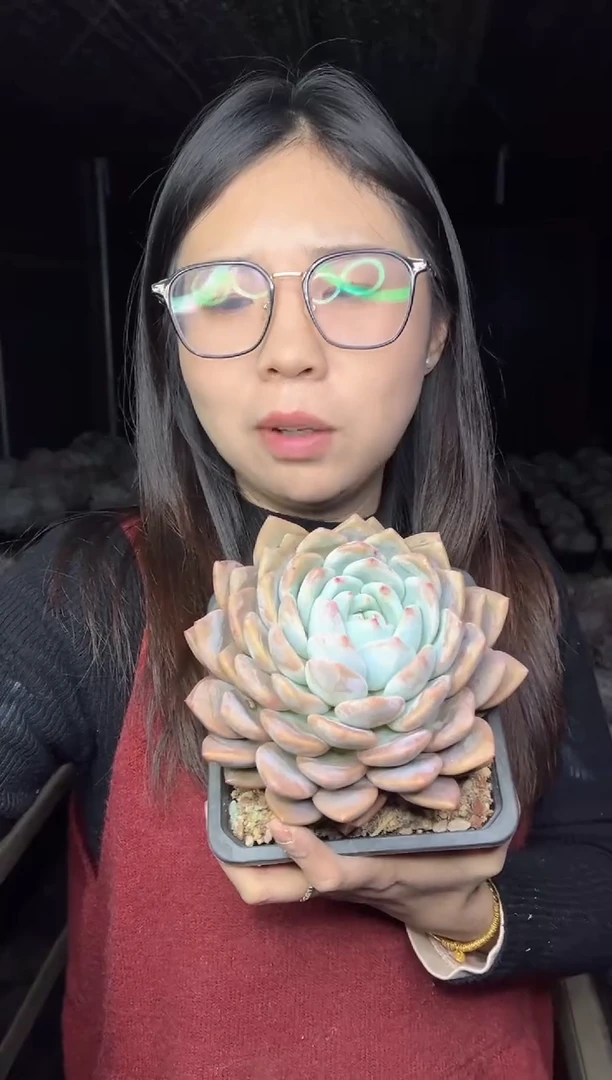 【闪购商品】49-单头奥普橙带盆土18