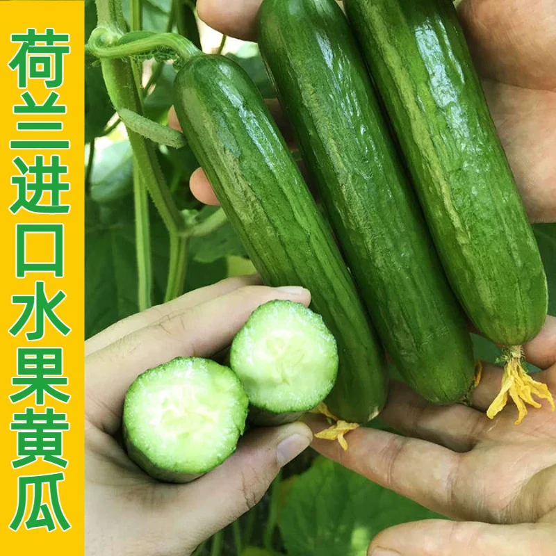 无刺小黄瓜种子小青瓜水果黄瓜籽四季高产农家栽蔬菜种孑种植蔬菜