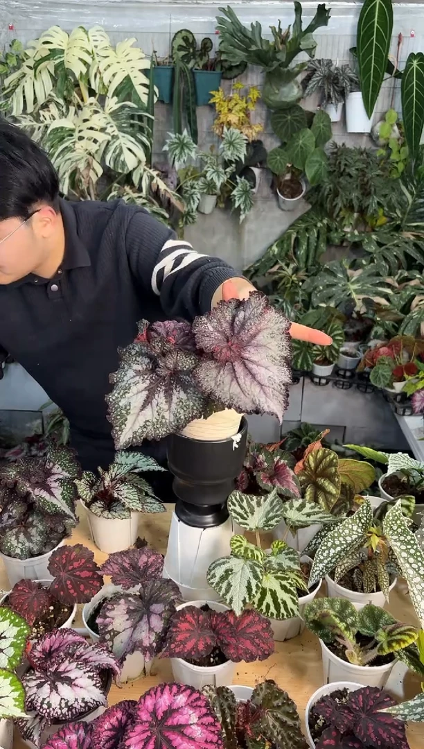 完全开放苏丹娜秋海棠