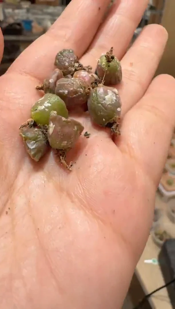 38多肉植物肉锥佛肚烧麦一颗