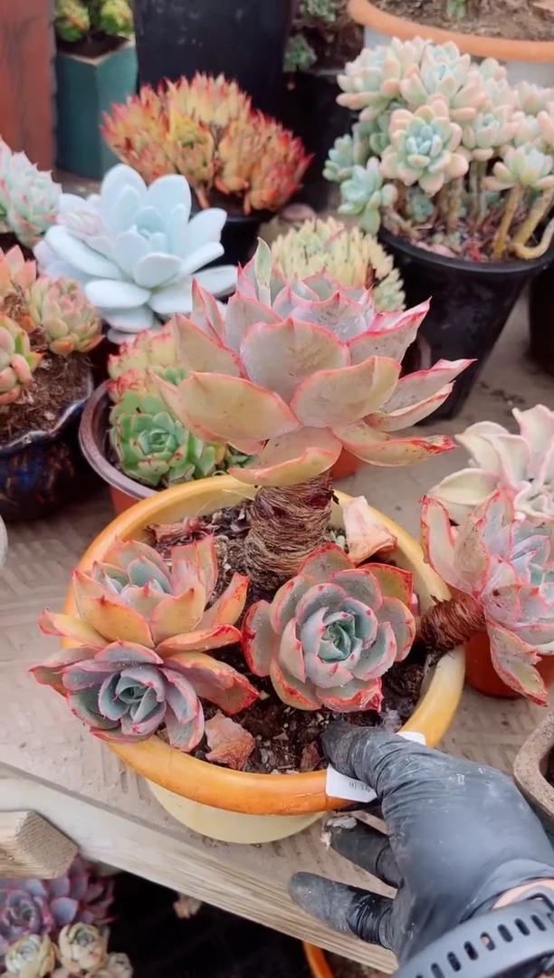 07188多肉植物一物一拍