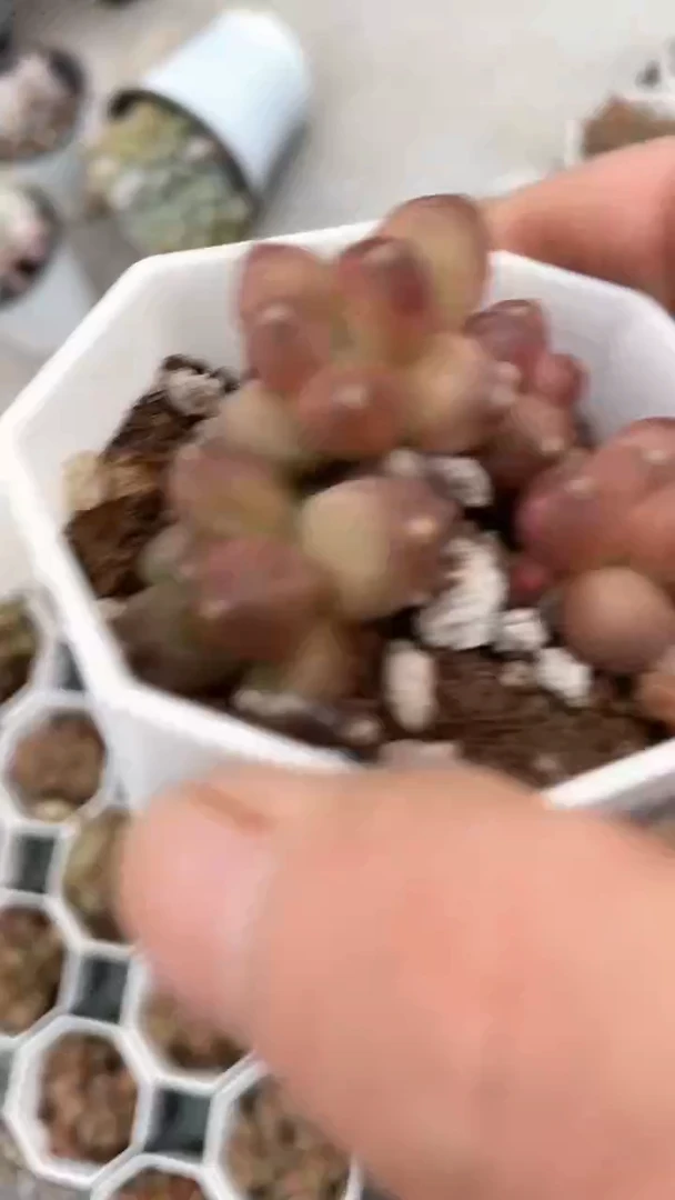 【闪购商品】8角盆千代田多肉