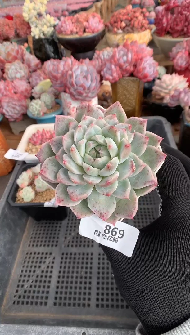 869糖心锦多肉植物一物一拍