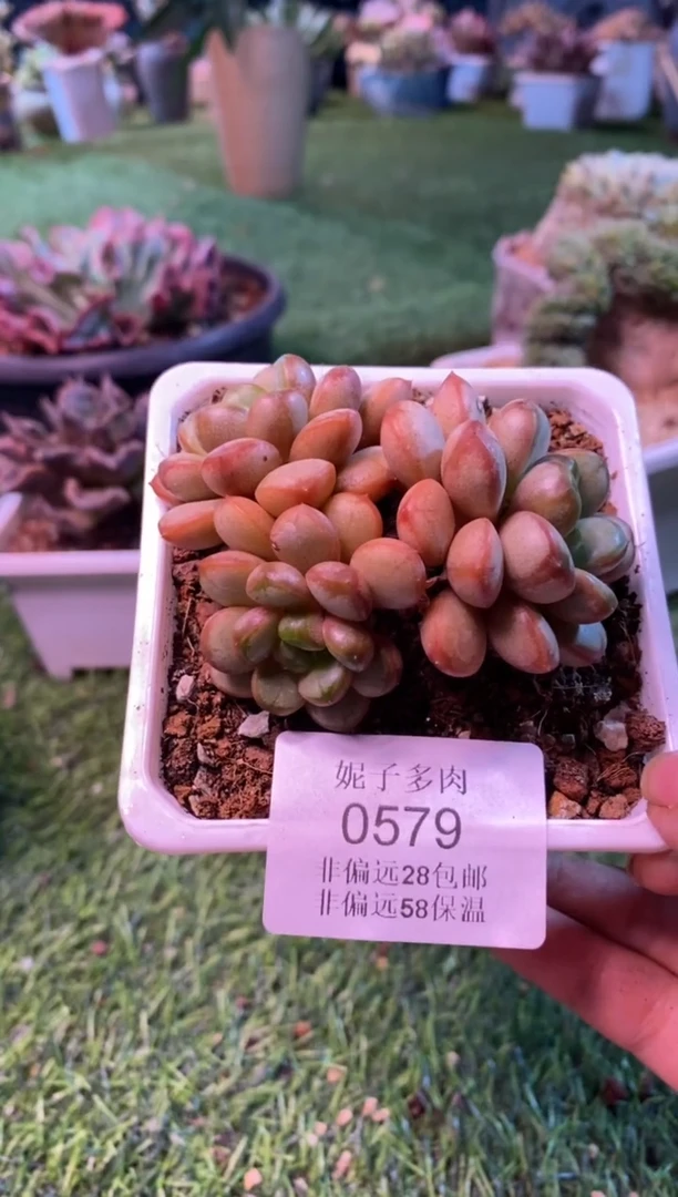 0579（满28包邮发货）