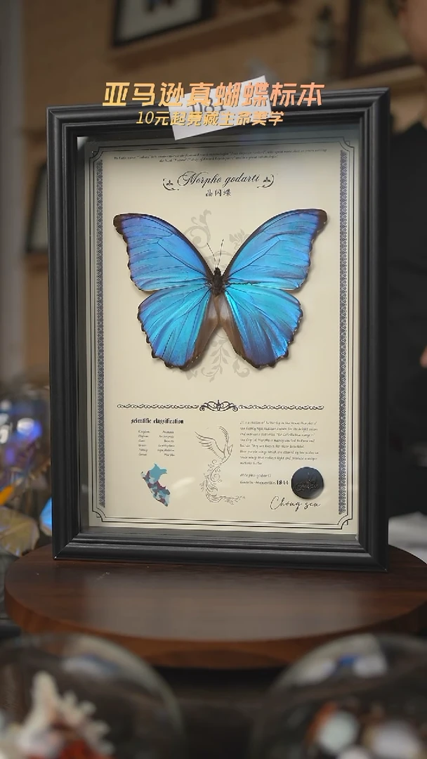 有机玻璃蝴蝶标本D81