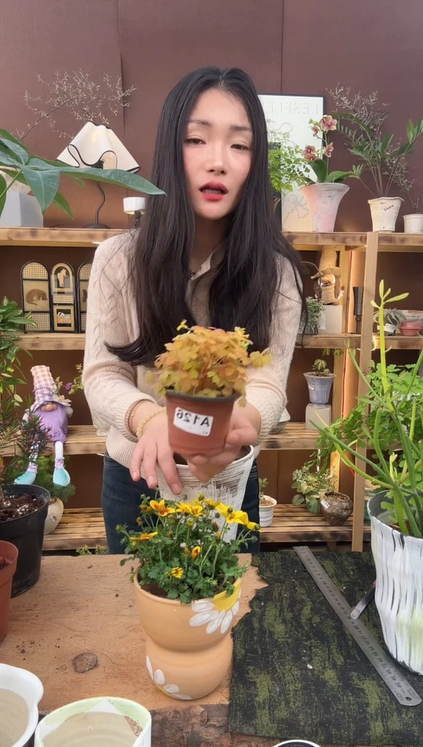 无花朵木**年熔岩醋酱草育苗盆126