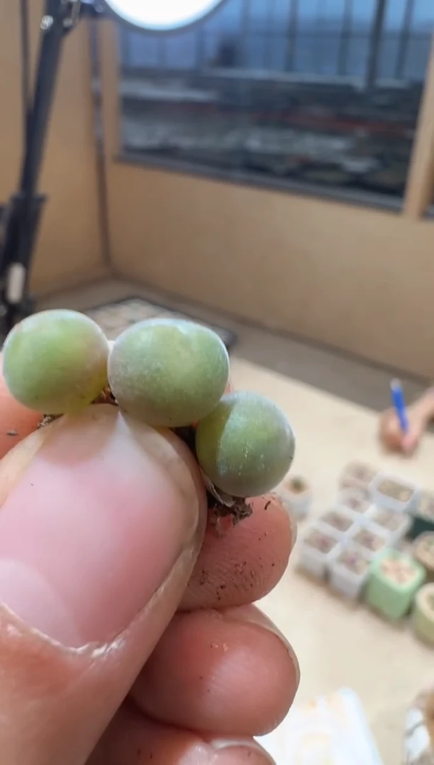 243多肉植物肉锥空蝉一颗