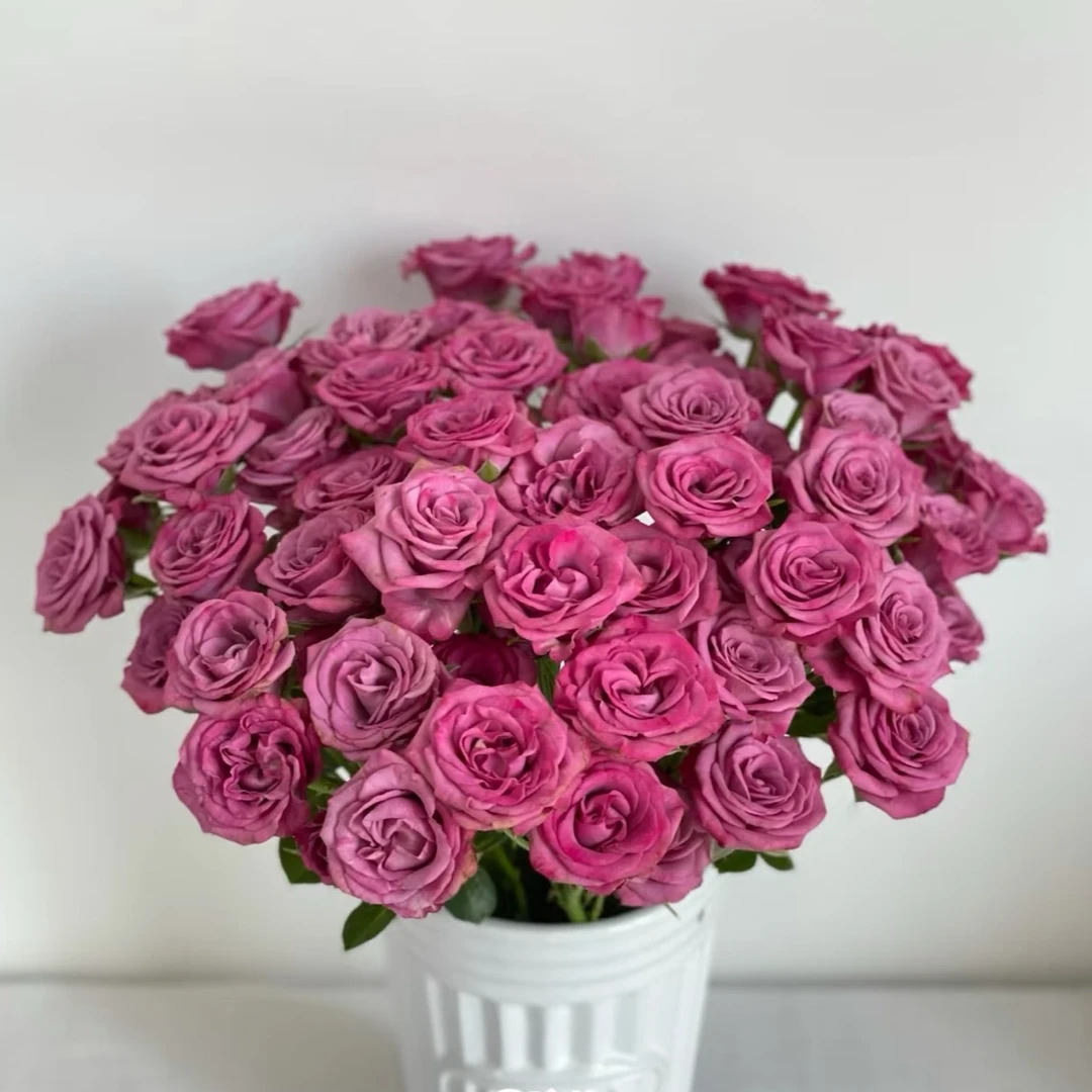 【虚幻】月季 北方玫瑰花期持久 一单顺丰包邮
