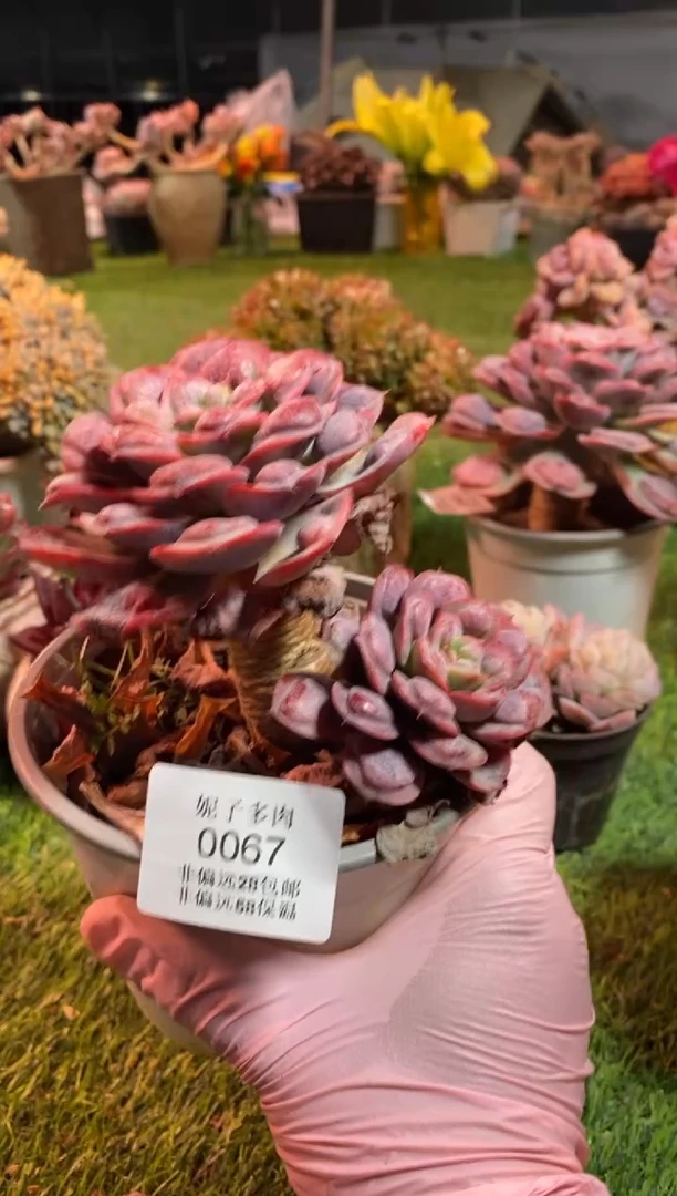 【闪购商品】0067a